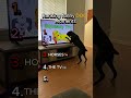 Ranking the FUNNIEST Dog Fails 😂🐶 #Shorts