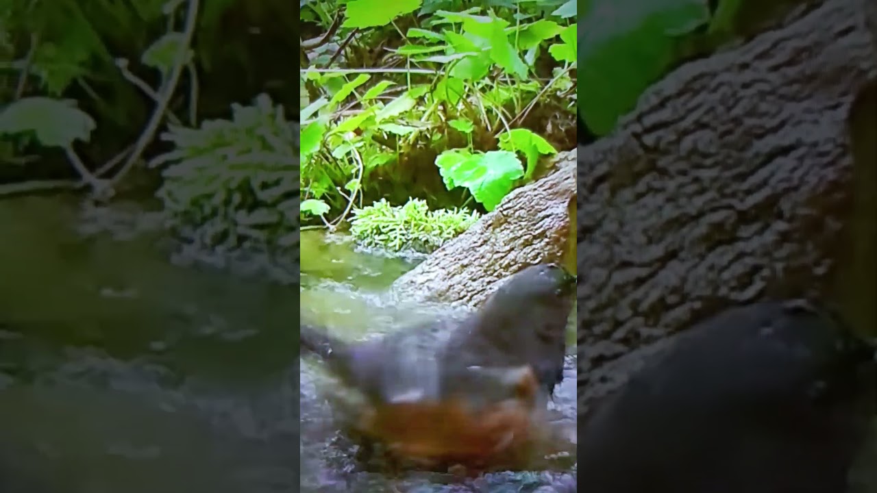 The bath of a big sparrow