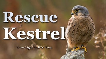 Rescued Kestrel Up Close: Tiffin