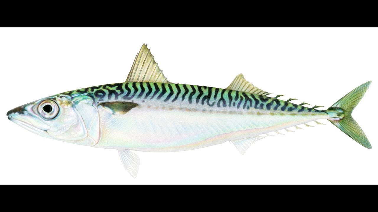 ORAKE2DMMORPG - FISHING GUIDE!!!