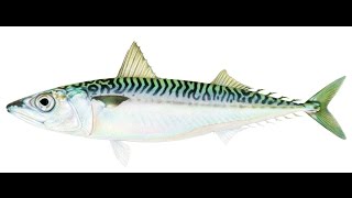 ORAKE2DMMORPG - FISHING GUIDE!!!