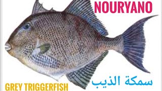 تنظيف سمكة الذيب Skining and cleaning Grey Triggerfish