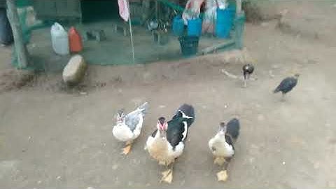 hnub no mus saib nyuj thiab saib qaib dib