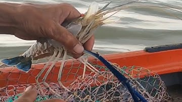 câu tôm ngày 26 tết , duoc nguyen vlog