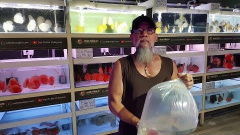 Bảng Giá Các Loại Cá Dĩa Đẹp Đang Có Mặt Tại Trại Cá Dĩa Thắng Lợi