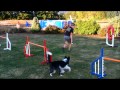 Dog agility  ketschker