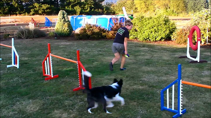 Dog Agility - Ketschker