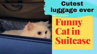 Cat in suitcase | Cat in luggage | Cat in bag | Funny cat video | White Persian Cat Videos by Only Oreo cat 42 views 2 years ago 1 minute, 15 seconds