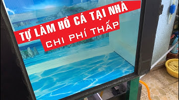 TỰ LÀM HỒ CÁ RỒNG LỌC TRÀN DƯỚI BÌNH DÂN - DÀNH CHO NHỮNG NGƯỜI ĐAM MÊ VỚI CHI PHÍ THẤP.