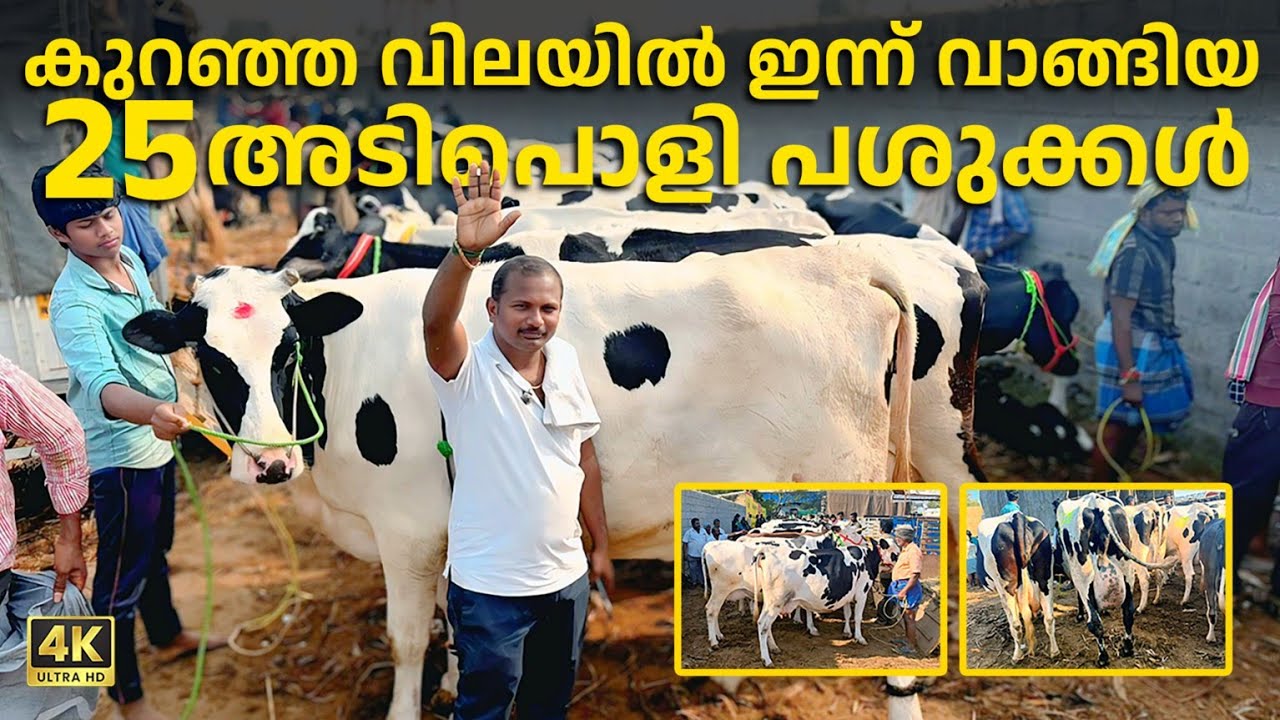 കുറഞ്ഞ വിലയിൽ ഇന്ന് വാങ്ങിയ 25 അടിപൊളി പശുക്കളെ കണ്ടാലോ |Low Cost Cows For Sale|Kerala Dairy Farm