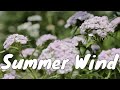 Summer wind