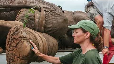 Tuskers. Saving the Last Gentle Giants