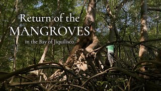 Return of the Mangroves