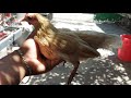 COMO HECHA A TU GALLINA DESPUÉS DE MOVER LAS