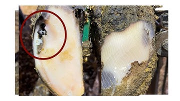 A RIVER Of ROCKS Flow From This Hoof