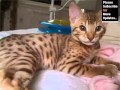 Cheetoh - Cat Pictures の動画、YouTube動画。