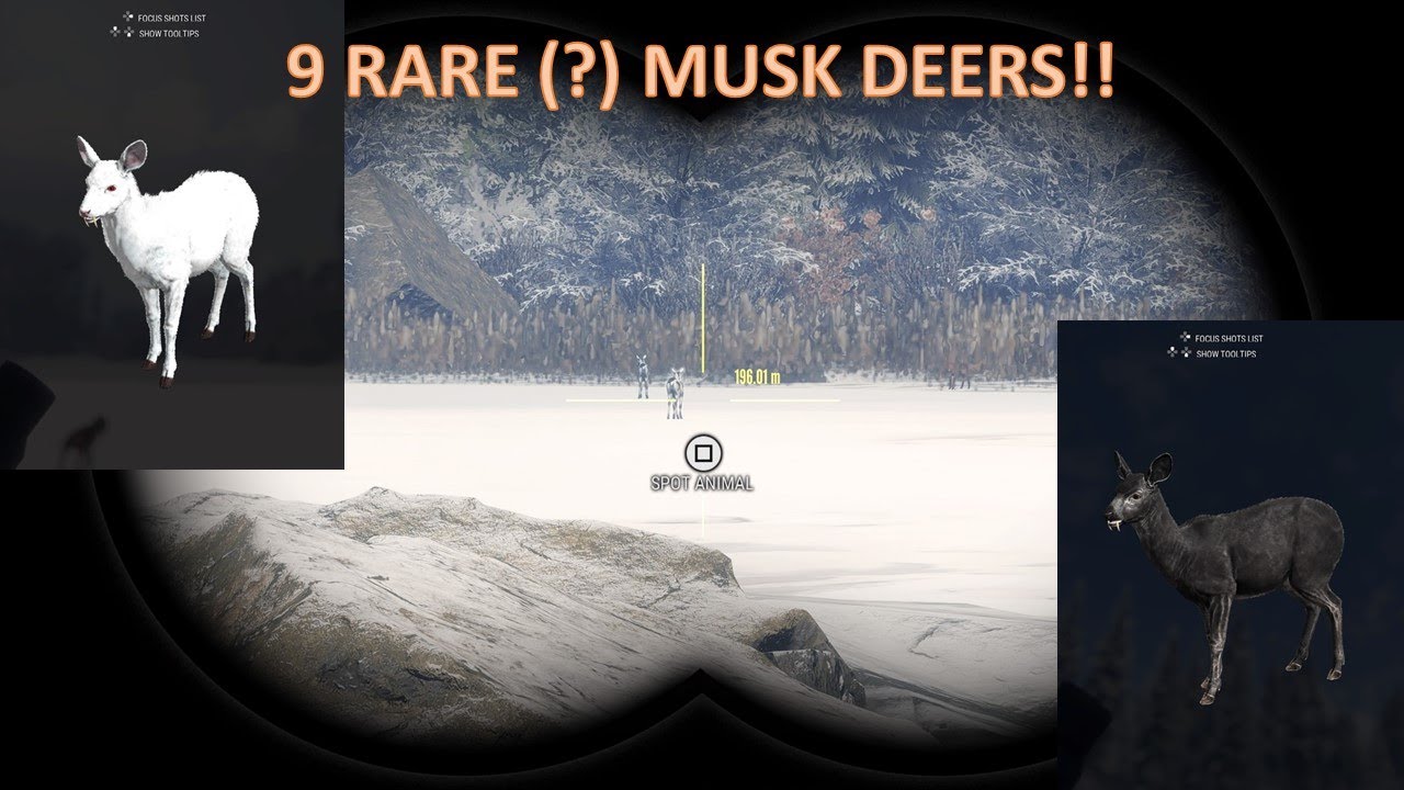 TheHunter: COTW PS5 Diamond and rare highlights #19 - YouTube