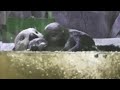 Finding Dory - A BABY OTTER! | Sponsored by Gamavission Csupo Effects