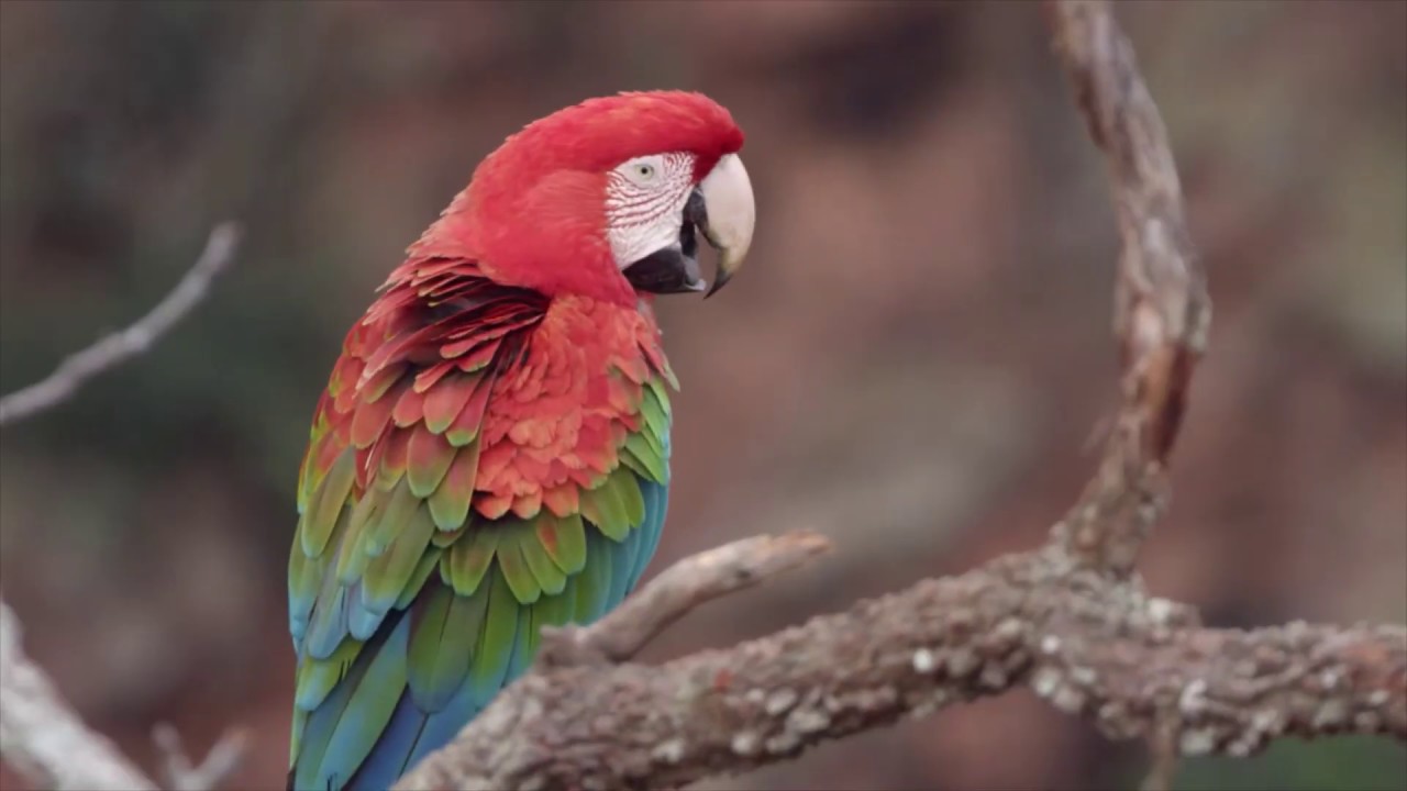 Brazil Untamed McCaws - Kelly-Anne Smith