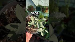 What Is White Sage? How To Use White Sage? How To Grow White Sage? Why Grow White Sage?
