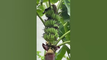 Buồng chuối đầu tiên của Vườn Hữu Cơ, quá đẹp! | Xuân Nhâm Dần 2022 #shorts