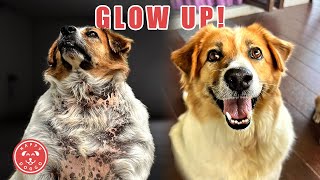 Obese dog shows off glow up