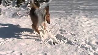 Collie Dog Loves Playing In Snow!