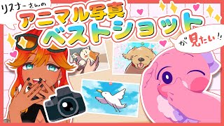 【 雑談配信 】リスナーさんのアニマル写真ベストショットをみて癒されよう！お写真参加型【  羽合アン / 桃野トリ / めまいパレード / Vtuber 】