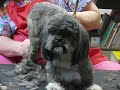 That's My Job: Dog groomer