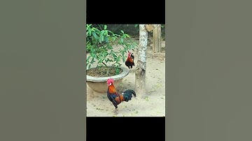 gà rừng chạy như trâu chạy, Tiếng gà rừng#tiếng gà rừng rặc#tiếng gà rừng rặc gáy
