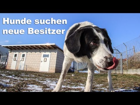 Video: Eigentumswohnung Gibt 2.500 US-Dollar Für Hunde-DNA-Tests Aus, Um Hundekot Zu Schuldigen Besitzern Zu Verfolgen