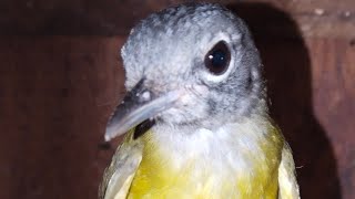 ABADI BIRD BANDUNG STOCK UPDATE 07/24/2026