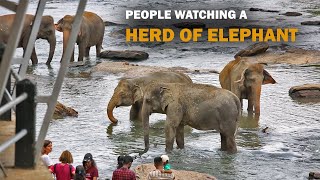 people's watching a elephant's activities , sri lanka | Short Documentory 2023