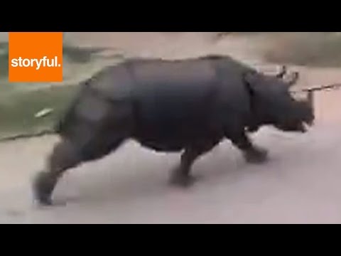 Rhino Chases Motorcycle Down The Street