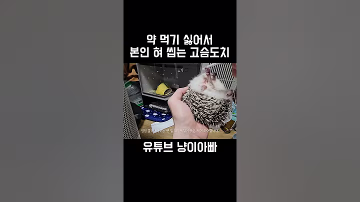 약먹기 싫어서 본인 혀 씹는 고슴도치