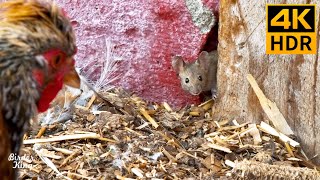 Cat TV for Cat to Watch 🐭 Mice and Chickens 😺 8 Hours(4K HDR)