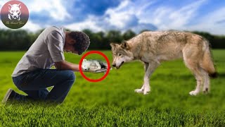 Dying She Wolf Gave Her Cubs To This Man,Then He Did Something Unbelievable