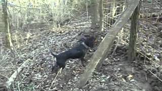 Slovacki Kopov-Lavlje Srce Za Divlju Svinju