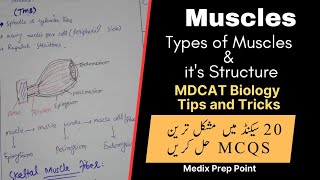MDCAT Biology Tricks :: Muscles :: 20 Sec Series