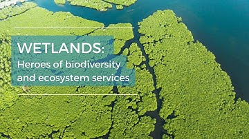 Wetlands: Heroes of Biodiversity, Ecosystem Services and Climate Action