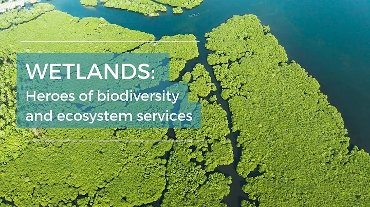 Wetlands: Heroes of Biodiversity, Ecosystem Services and Climate Action
