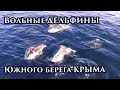 Отлетим! Дельфины в Крыму, 4K