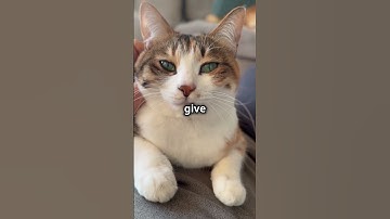 Your Cat Is Manipulating You In Surprising Ways