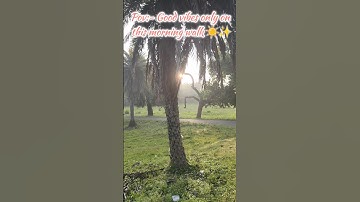 Pov:- Good vibes only on this morning walk ☀️✨ #sundayvibes #shorts #ytshorts #youtubeshorts