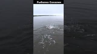 Солнечный день на Сахалине. Сломал спиннинг, поймал трофей