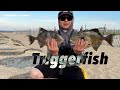 Triggerfish Fishing At The Jetty How To Tips Triggerfish Fishing At The Jetty How To Tips