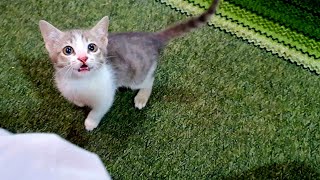 Cute Kitten Calling Mama - Poor Street Kitten Rescued and Adopted 🐈😍