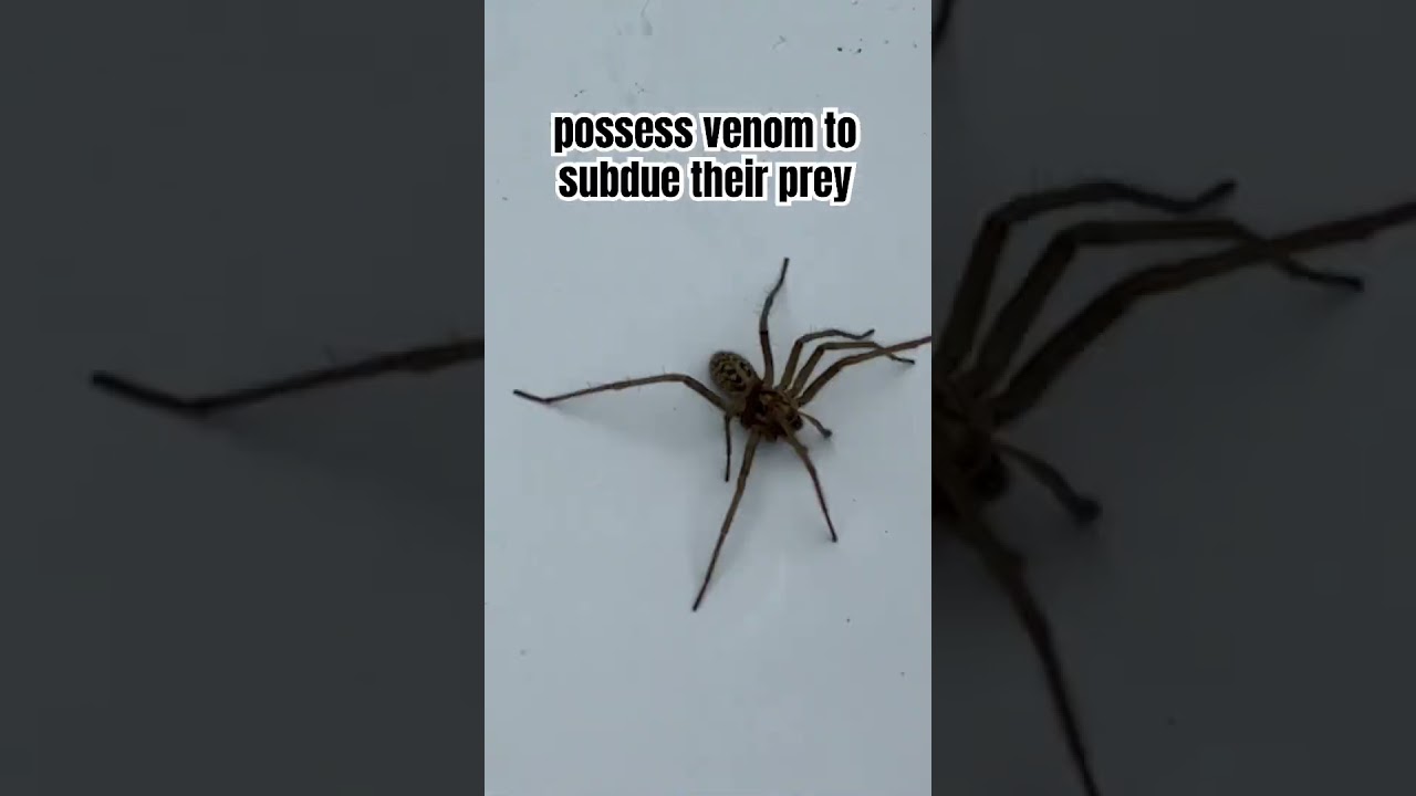 Rescuing another Giant House 