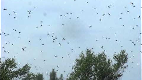 Tree Swallow Swarm