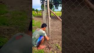 cyclone wire fence installation #shorts #trending #viral #cyclone